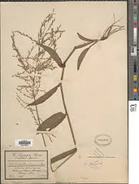 Image result for Isachne kiyalaensis