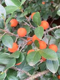 Image result for Grewia microthyrsa