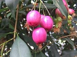 Image result for Syzygium rowlandii