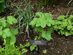 Image result for Ceratotheca triloba