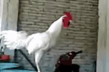 Lift your spirits with funny jokes, trending memes, entertaining gifs, inspiring stories, viral videos, and so much more. Rooster Gifs Tenor