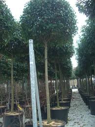 Photinia Fraseri Red Robin Hochstamm Glanzmispel Red Robin Hochstamm Die Schon Als Heckenpflanze Sehr Be Baum Vorgarten Gartenbaume Kugelbaum Immergrun