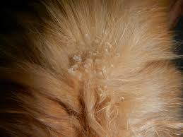 Image result for what do Cheyletiella look like in dog fur