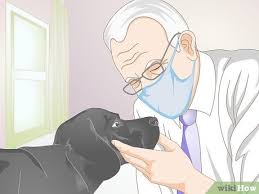 Dogs can sometimes mask the pain that is associated with tooth fractures. How To Treat A Broken Tooth In Dogs 10 Steps With Pictures