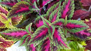 Image result for Coleus buchananii