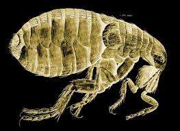 Drawing Of A Flea From Robert Hooke S Micrographia Of 1664 Robert Hooke Fleas Drawings