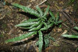Image result for Adiantum hispidulum