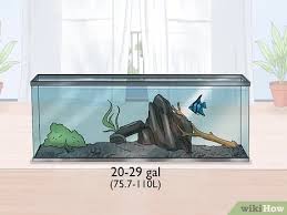 Like their relatives, the wrasses, parrotfishes have a single continuous dorsal fin and swim with. 3 Cara Untuk Mengembangbiakkan Ikan Bidadari Wikihow
