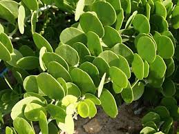 Image result for Capparis cartilaginea