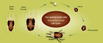 Image result for spotted spider mite