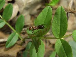 Maybe you would like to learn more about one of these? Hausmittel Gegen Ameisen Gartentipps