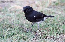 Burung decu jantan akan memiliki bulu yang hitam pada semuanya tubuhnya kecuali pada sayapnya yang memiliki. Burung Decu Si Kacer Mini Yang Menawan Om Kicau