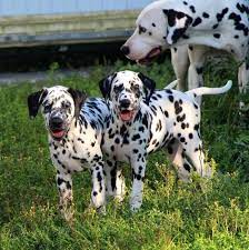 49 otmetok nravitsya 2 kommentariev ksenia artem eva gardian enzhel dalmatians v instagram joggi rajli i vinni dalmat susse hunde hunde