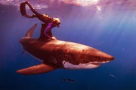 Check spelling or type a new query. All Five Oceans Shark Wallpaper
