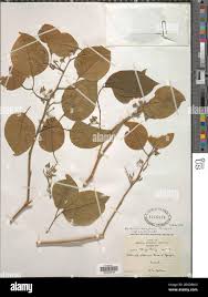 Image result for Balanites maughamii