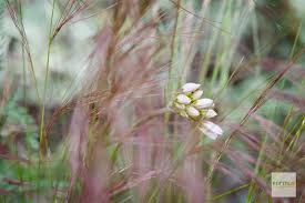 Image result for Aristida effusa