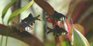 How To Keep Your Aquarium Fish Alive During A Power Outage Aquarium Fish Freshwater Aquarium Fish Fish