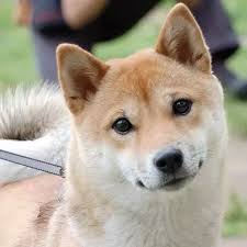 Check spelling or type a new query. Where Can I Find A Shiba Inu Breeder In Los Angeles Quora