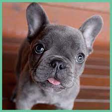 We did not find results for: Follow Our Friend Pawscious Pawscious Pawscious To View More Cute Frenchies Original I Bulldog Puppies French Bulldog Puppies Grey French Bulldog