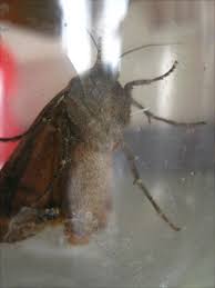 Maybe you would like to learn more about one of these? Caught A Moth Steemit