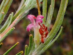 Image result for Adenia rumicifolia