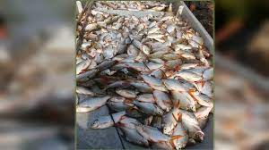 Ditambah sungai brantas adalah sungai terpanjang kedua di jawa dan jadi habitat dari banyak jenis ikan lokal. Buru Penuba Ikan Sungai Lepar
