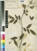 Image result for Brachystegia spiciformis
