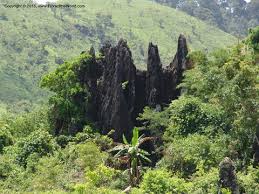 Image result for Lettowianthus stellatus