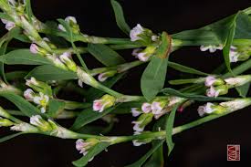 Image result for Polygonum aviculare