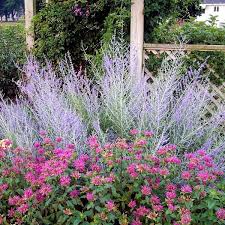 Image result for perovskia atriplicifolia 'little spire'
