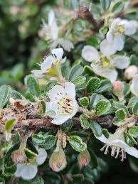 Image result for Cotoneaster