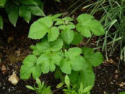 Image result for Ceratotheca