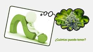 La cantidad máxima de plantas que se puede tener en un cultivo doméstico es de seis plantas y el producto total de la recolección no puede ser mayor a los 480 gramos anuales. Cuantas Plantas De Maria Puedo Tener Legalmente