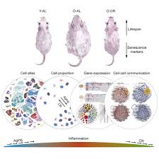 In chimica, le proteine (o protidi) sono macromolecole biologiche costituite da catene di amminoacidi legati uno all'altro da un legame peptidico (ovvero un legame tra il gruppo amminico di un amminoacido e il gruppo carbossilico dell'altro amminoacido. Caloric Restriction Reprograms The Single Cell Transcriptional Landscape Of Rattus Norvegicus Aging Sciencedirect