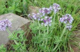 Image result for Pentanisia