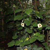 Image result for Hibiscus ludwigii