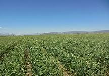 The nevada native seed partnership works to make native seeds available in nevada for restoration efforts, environmental conservation and fire prevention. Plant Pathology