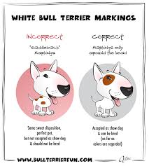 Bull Terrier And Miniature Bull Terrier Breed Information