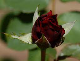 A wide variety of natural black roses options are available to you, such as quick dry, breathable.you can also choose from plain dyed, natural black roses,as well as from wedding, christmas, and valentine's day. What Black Roses Mean And Other Facts About Roses