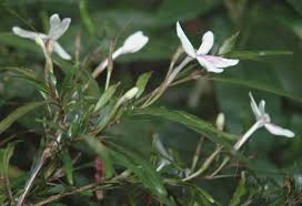 Image result for Pogonospermum attenuifolium