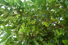 Image result for Combretum erythrophyllum