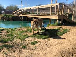 He has been married to dillon passage since december 11, 2017. Is G W Zoo Closed Here S What Happened To Joe Exotic S Zoo