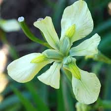 Image result for Moraea spathulata