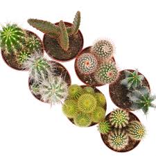 About 6% of these are aquatic plants, 0% are bonsai. Cactus Mix 8 5cm Homebase