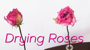 How to persevere flowers in oven. How To Dry Roses Youtube