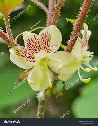 Image result for Liparis nervosa