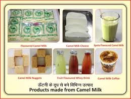 Does the milk affect homemade cheese making?. National Reaesrch Center On Camel