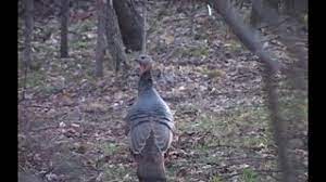 If you have never used turkey calls before, it is recommended that you do some research on calling turkeys before trying it out. Best Hen Turkey Calling On Youtube Youtube