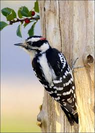 Spotted Bird With Red Patch On Back Of Head Downy Woodpecker Woodpecker Downy Woodpecker Wild Birds Unlimited