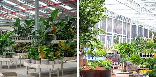Explore Our New Milperra Garden Centre Flower Power